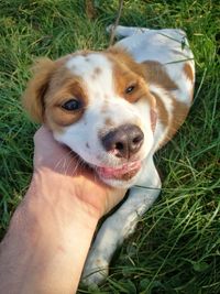 Close-up of dog on field