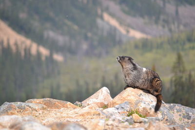 Bird perching on rock