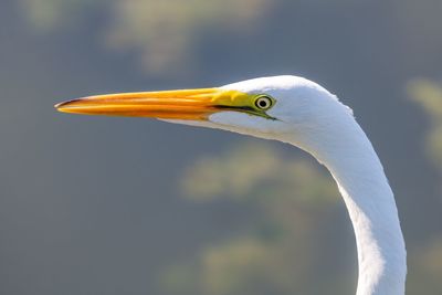Great egret perching outdoors