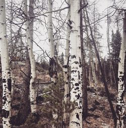 Bare trees against sky