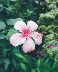 Close-up of pink flower blooming outdoors