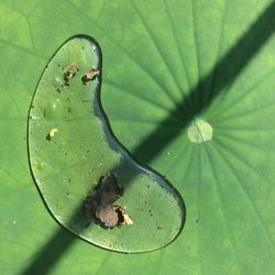 Close-up of insect on leaf