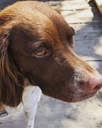 Close-up of a dog looking away