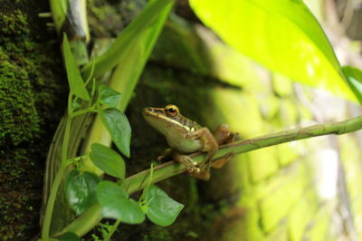 Close-up of frog on plant