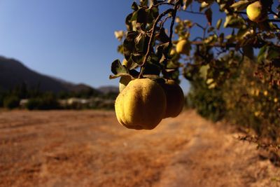 Close-up of fruits growing on tree against sky