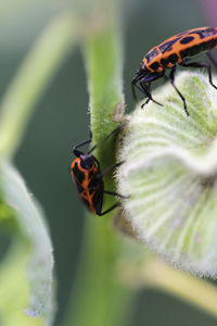 Close-up of ladybug on flower