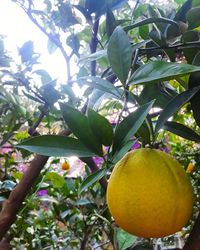 Low angle view of fruits hanging on tree