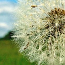 Close-up of dandelion