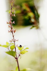 Close-up of honey bee on flower