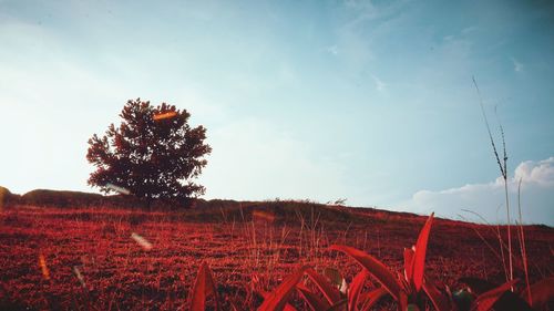 Plants growing on field against sky