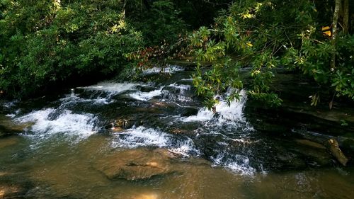 Stream amidst trees in forest