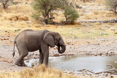 Side view of elephant drinking water