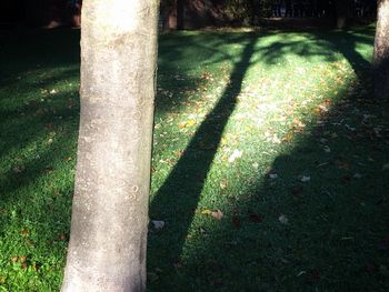 Shadow of tree on grass