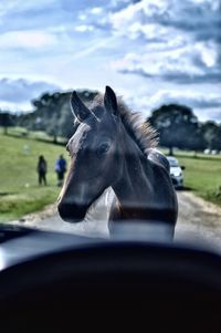 Close-up of horse in car