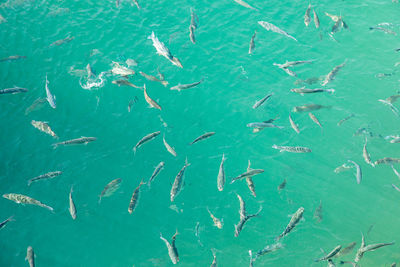 Full frame shot of fishes swimming in sea