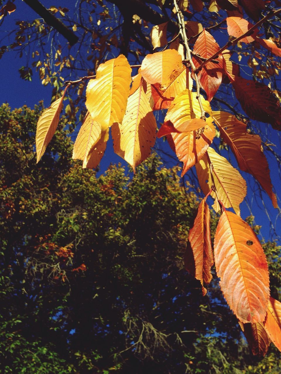 leaf, tree, growth, low angle view, branch, autumn, nature, change, beauty in nature, green color, tranquility, plant, leaves, sunlight, outdoors, no people, day, season, lush foliage, leaf vein