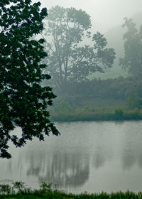 Scenic view of lake in forest