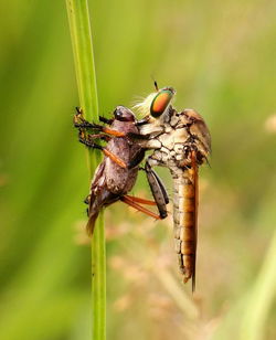 Close-up of insect on plant