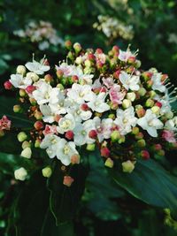 Close-up of flowers