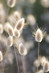 Close-up of dandelion