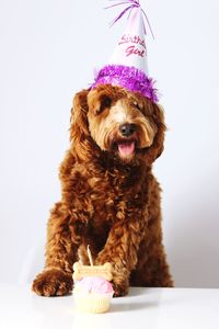 Portrait of dog against white background