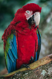 Close-up of parrot perching on branch