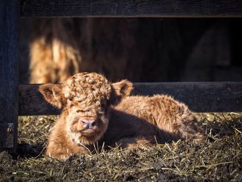 Close-up of cow relaxing outdoors