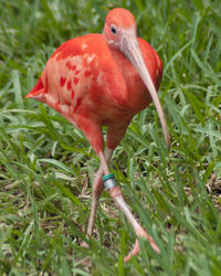 Close-up of bird perching on field