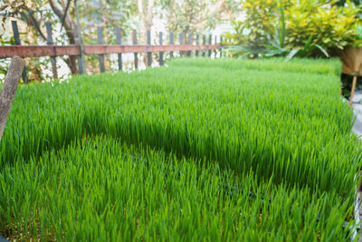 Crops growing on field