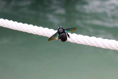 Close-up of fly perching on rope