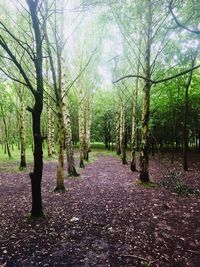 Trees in forest during autumn