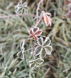 Close-up of frost on plant during winter