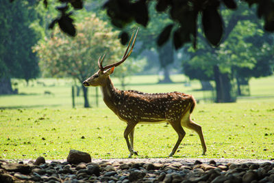 The deer collected by the bogor presidential palace was first brought by the voc governor