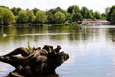 Reflection of trees in water