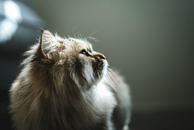 Close-up of cat looking away at home 