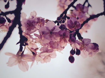 Close-up of tree blossoms