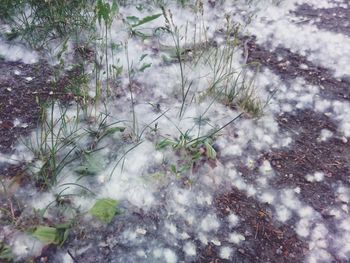 Close-up of snow covered plants on land