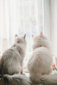 Cat looking through window at home