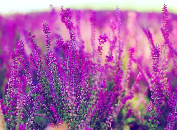 Close-up of purple flowering plants