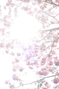 Close-up of tree with pink blossoms against sky