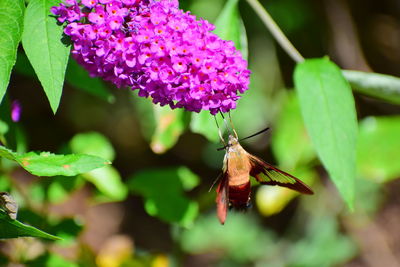 Close-up of insect on purple flower