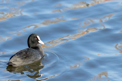 High angle view of duck swimming in lake