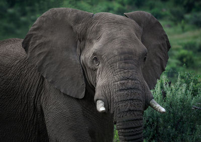 Portrait of elephant in wilderness