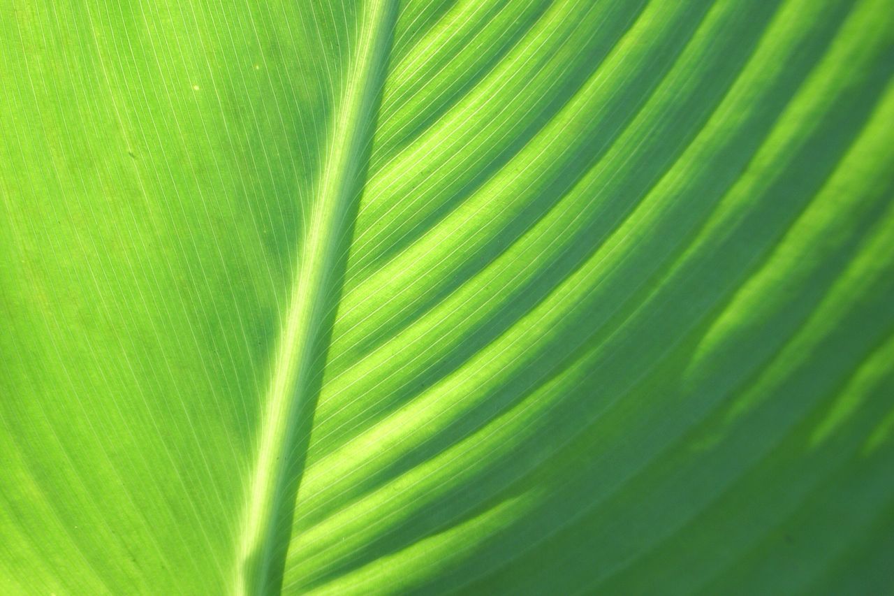 full frame, backgrounds, green color, leaf, growth, natural pattern, leaf vein, plant, extreme close-up, close-up, nature, outdoors, beauty in nature, vibrant color, green, tranquility, focus, botany, freshness, fragility, frond, extreme close up, palm frond