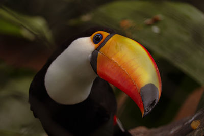 Close-up of bird