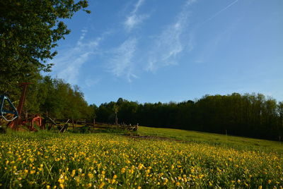 View of yellow flowering plants on field