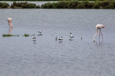 Birds swimming in lake