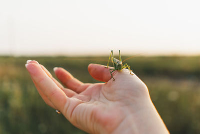 Close-up of hand holding insect