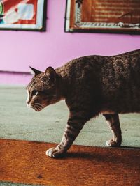 Close-up of a cat looking away