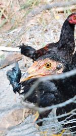 Close-up of birds